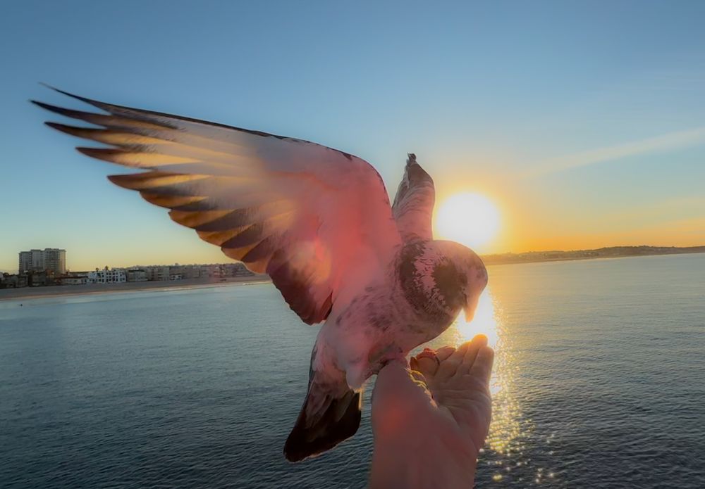 A Pigeon spreads its wings against golden sunset light reflecting off calm water.