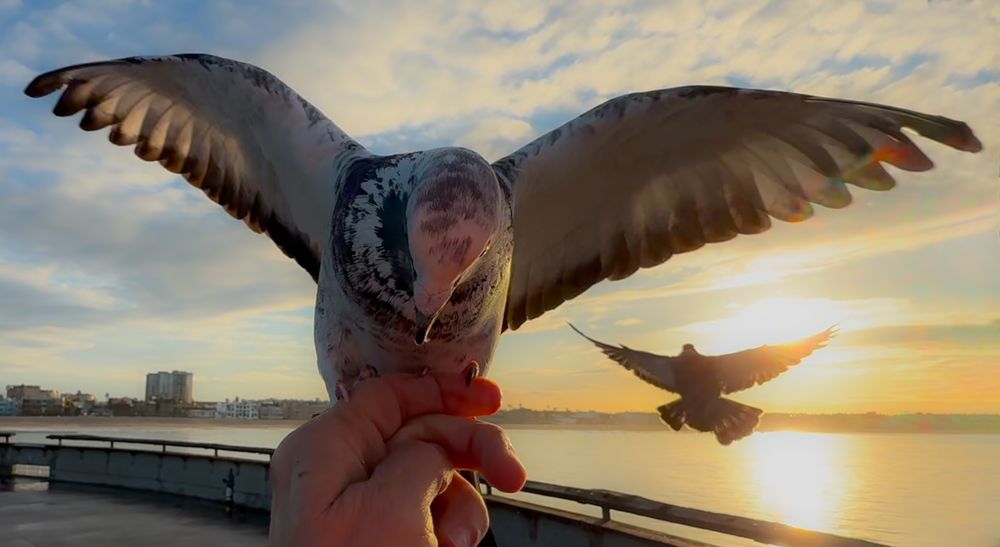 Pigeon landing on hand during sunset with dramatic wing spread over water.