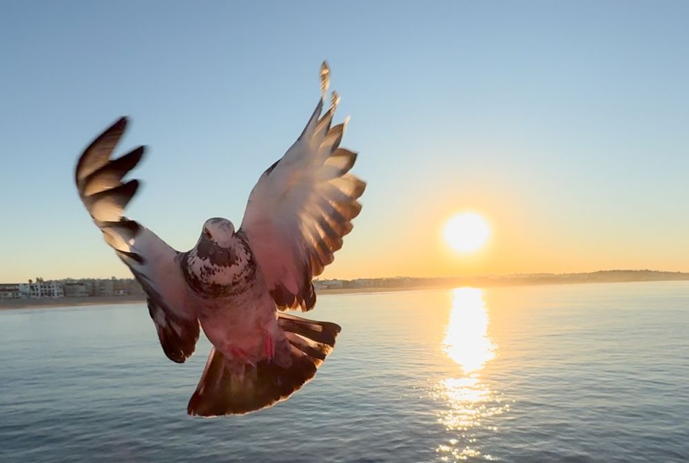 Pigeon in flight silhouetted against orange sunset and sparkling water reflection.
