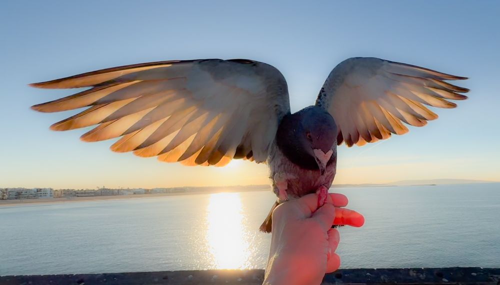 Pigeon wings spread wide against bright sunlight over ocean waters.