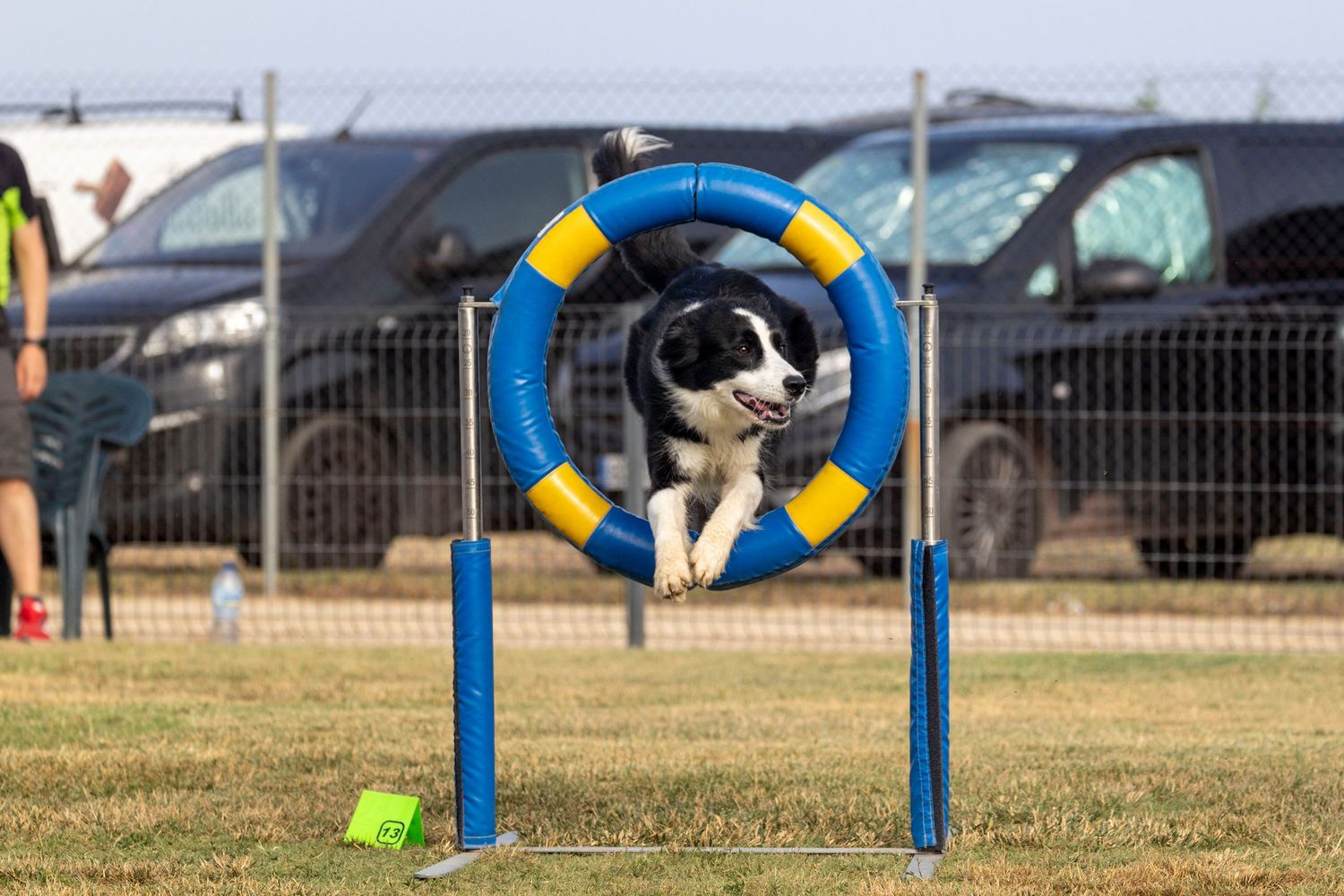 Un enérgico border collie salta a través de un aro de agilidad con intensa concentración, mostrando su destreza atlética y su dedicación