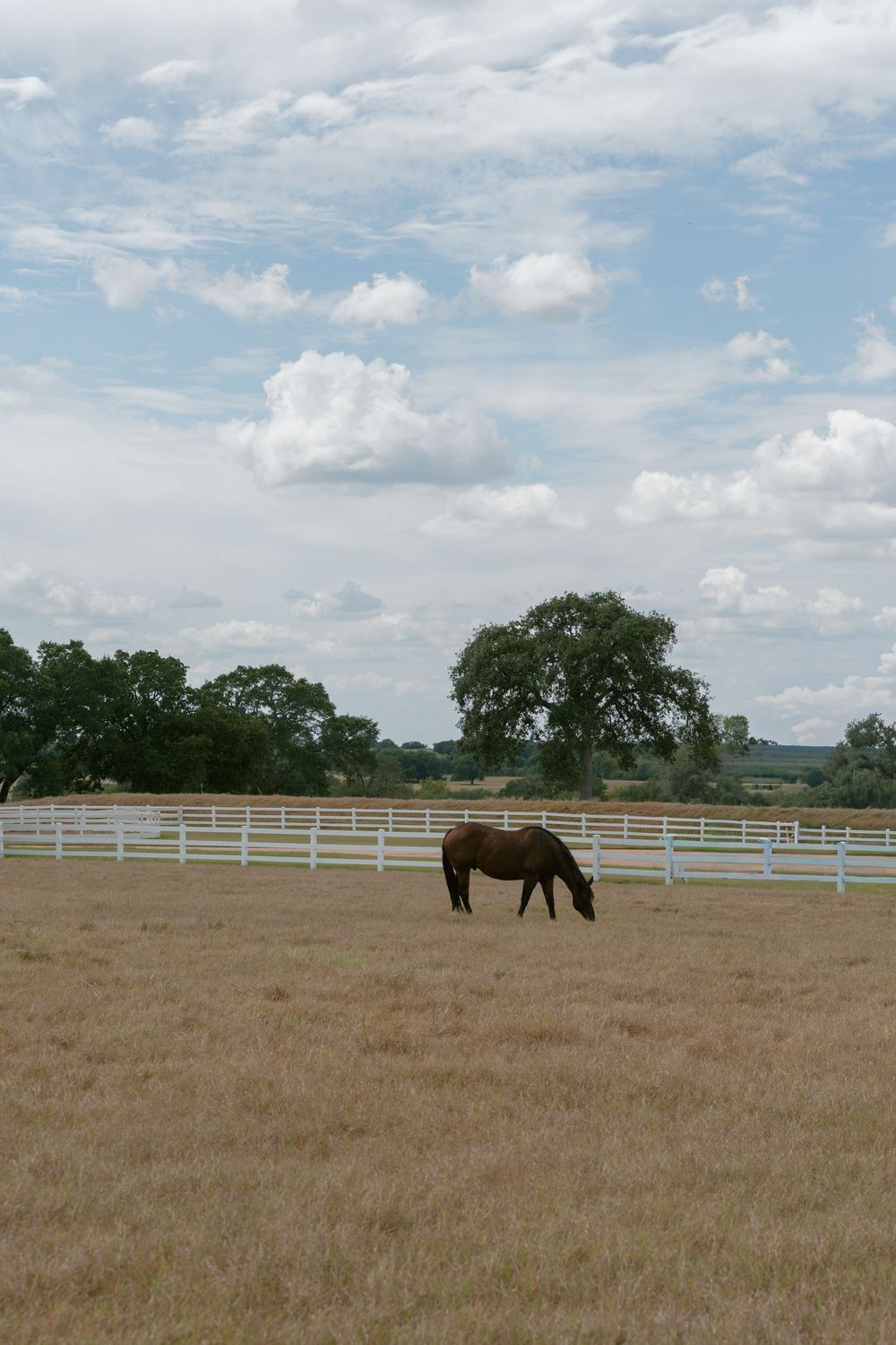 A panoramic view of a horse grazing in a fenced pasture with white rails under a partly cloudy summer sky.