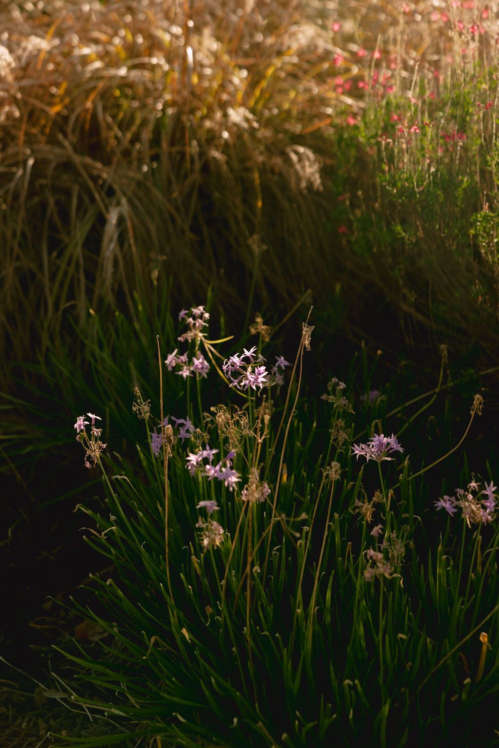 Delicate pink wildflowers sway in a meadow at golden hour with dark shadows and natural bokeh effect in background.