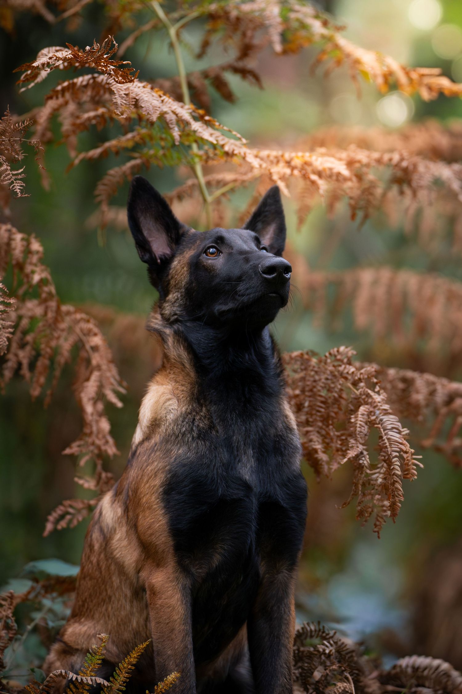 Bébé Malinois dans les fougères d'automne – Séance photo -  photographie animalière par Léa Biet Photographie, Oise, Compiègne