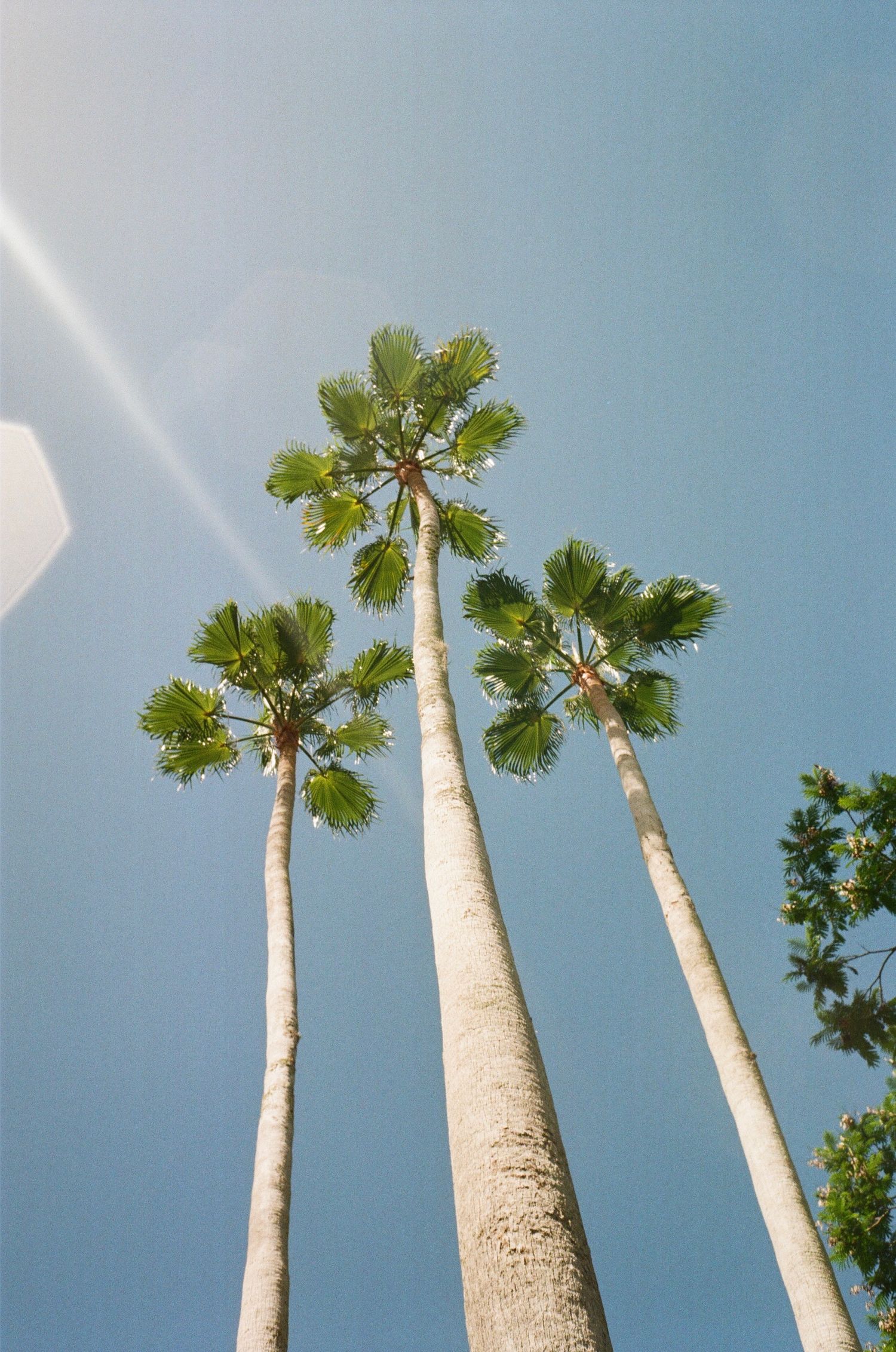 Low angle view of three tall palm trees with green fronds against a bright blue sky on a sunny day.