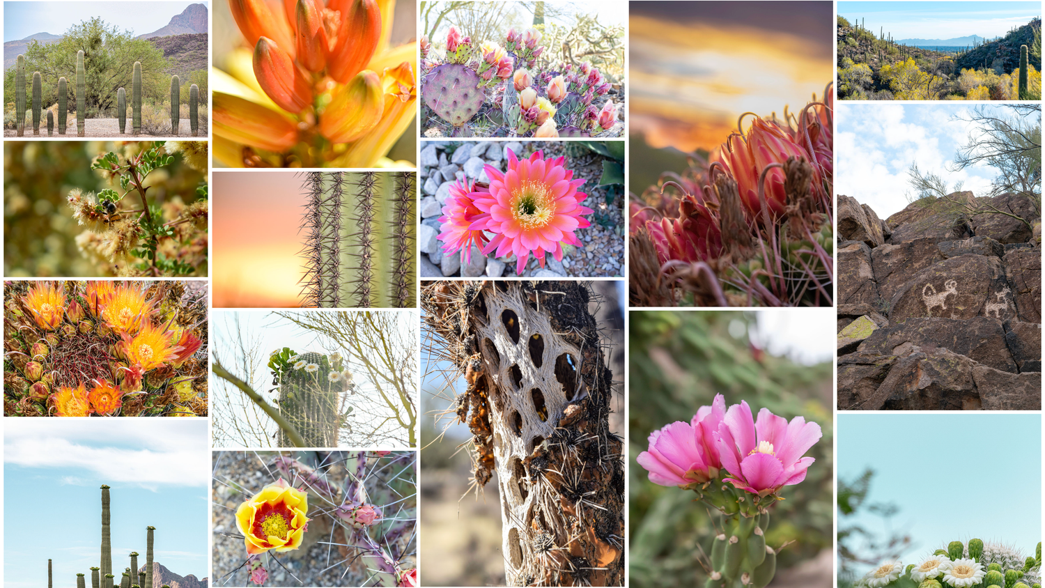 Tucson photographer holds up a DIY wood frame with one of her landscape photos of a prickly pear in bloom