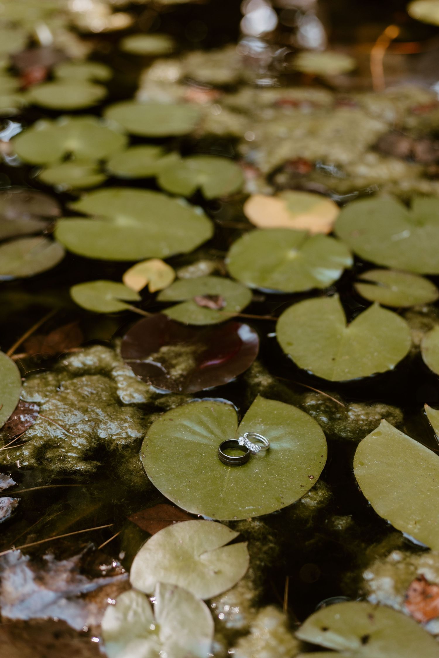 Wedding rings sitting on Lily pads - summer backyard wedding in Ohio photography by Vicci Photo Dayton Ohio Photographer
