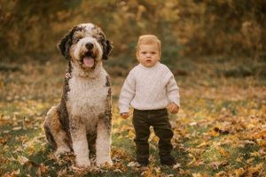 A large brown and white doodle dog sits in autumn leaves next to a small toddler wearing a cream sweater.