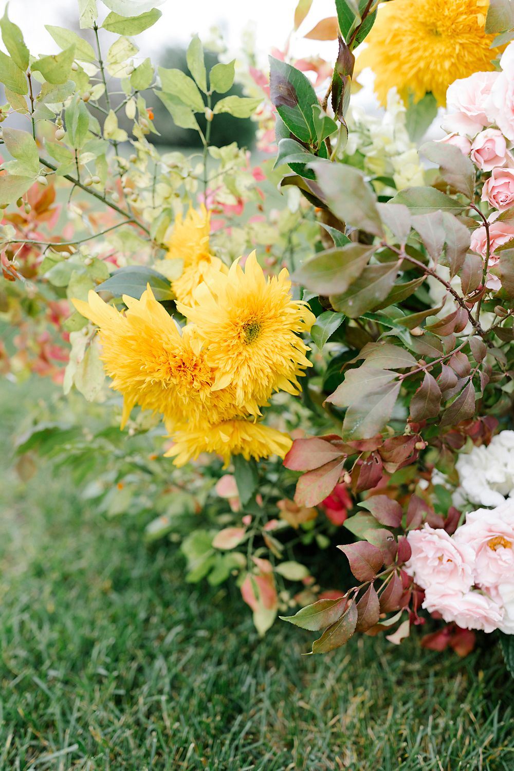 Close-up of yellow chrysanthemums and pink roses in a garden setting with green foliage.