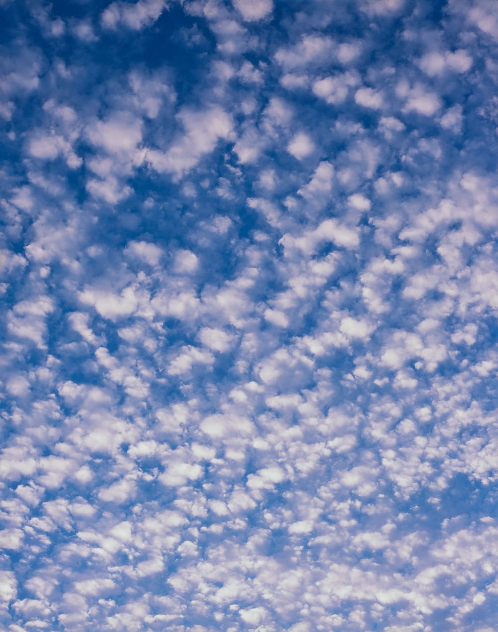 Altocumulus clouds form a mesmerizing pattern across the bright blue sky.