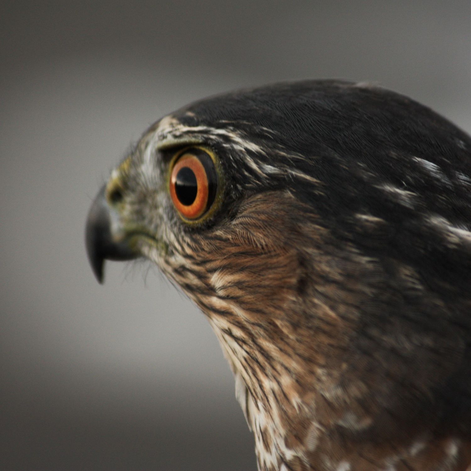 A close-up of a sharp-shinned hawk's face and orange eye. Photo by Jessica Rix. #wacc:controlled (held during bird banding for research)