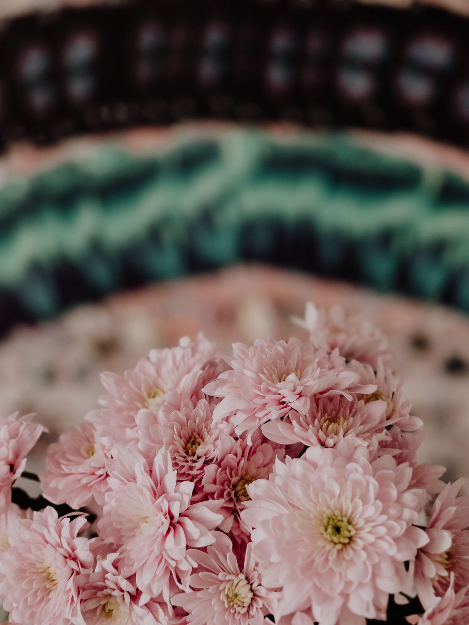 Close-up view of delicate pink chrysanthemum flowers in full bloom with soft petals creating a romantic floral pattern.