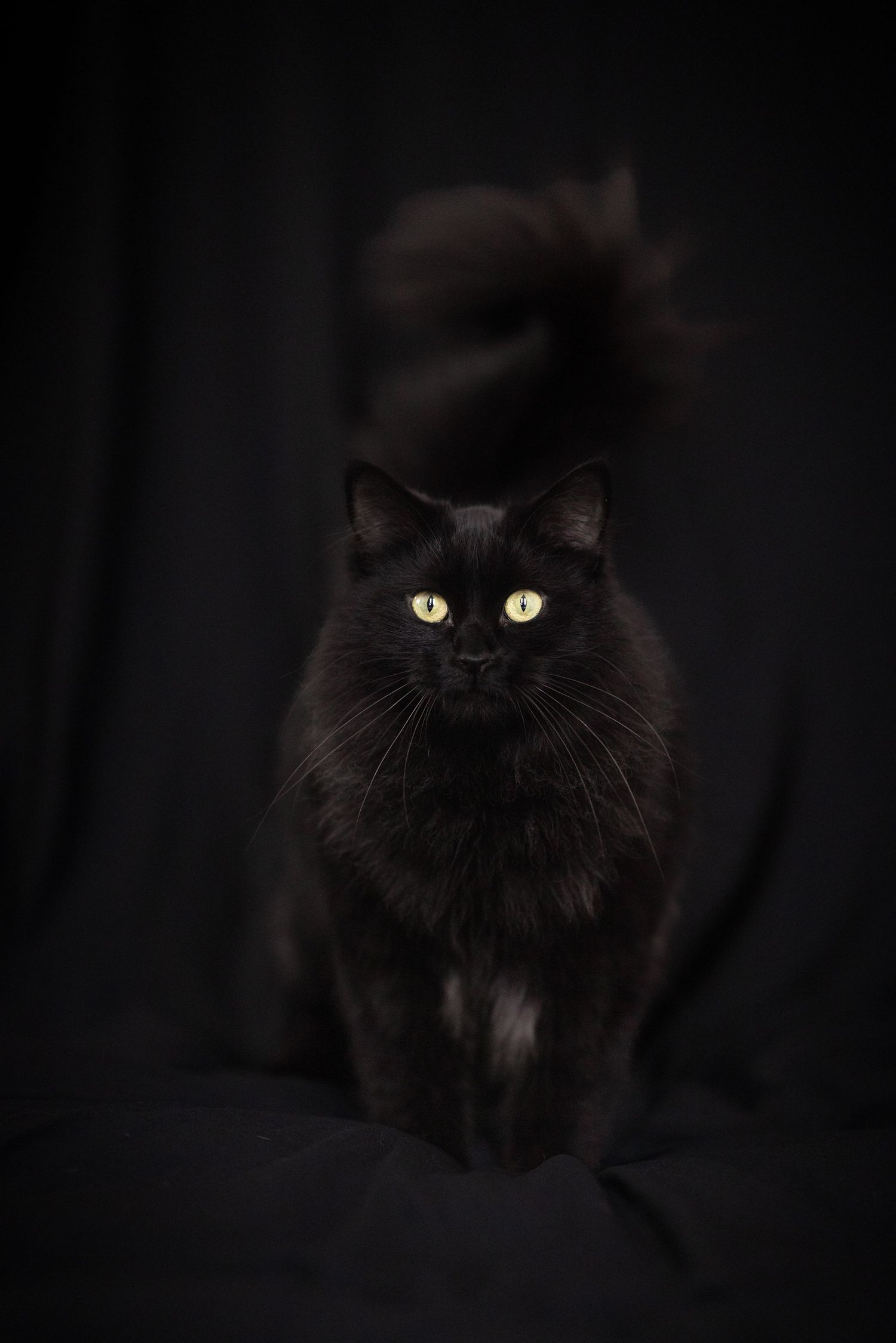 A black cat with yellow eyes sitting in a dark setting.