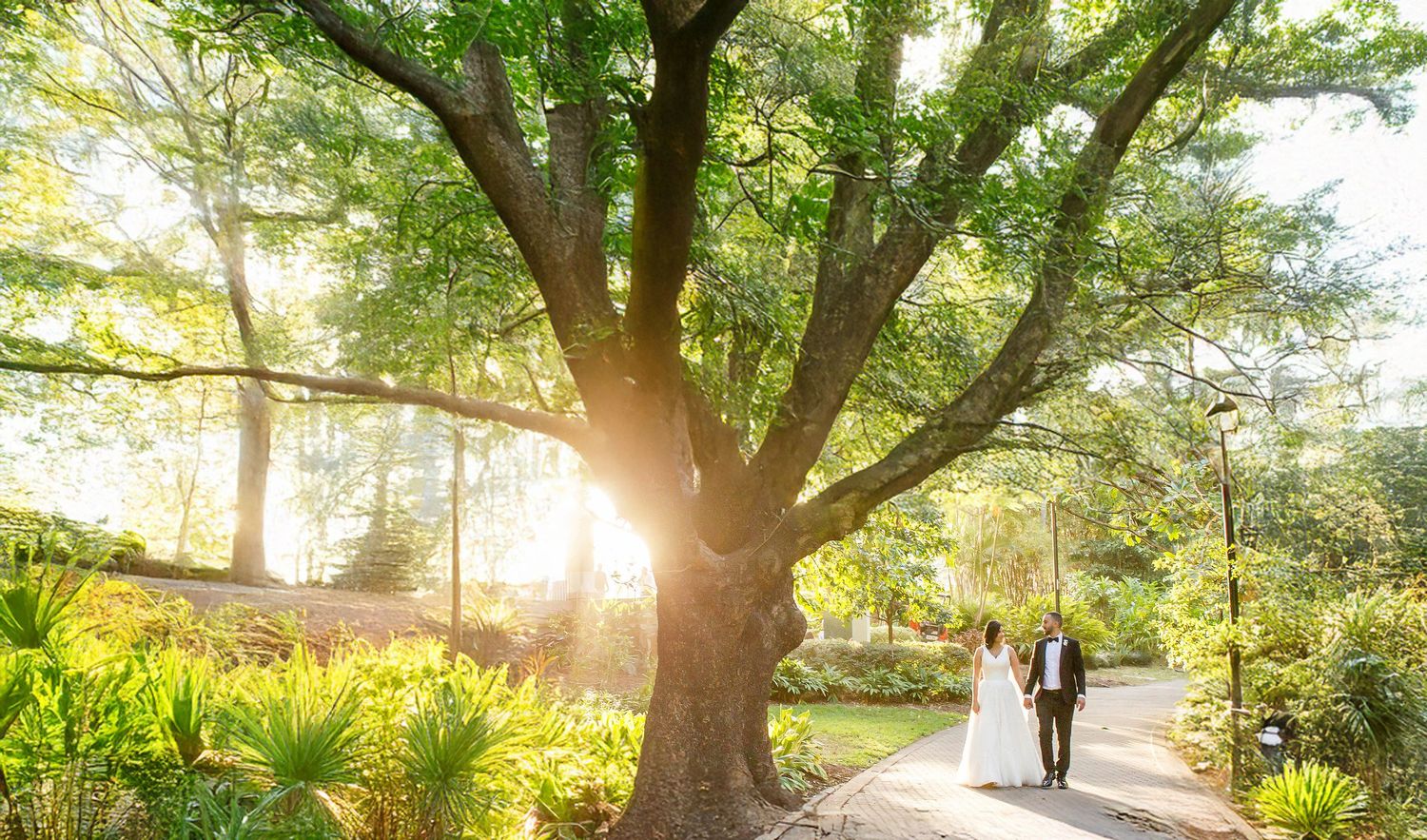 Bride and groom walking hand in hand on a sunlit garden path beneath a grand oak tree.