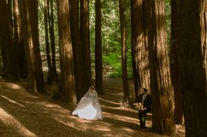 Sunlight streams through towering redwood trees in a serene forest setting.