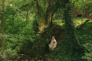 A lush green forest scene with dense foliage, trees, and scattered sunlight filtering through the canopy.