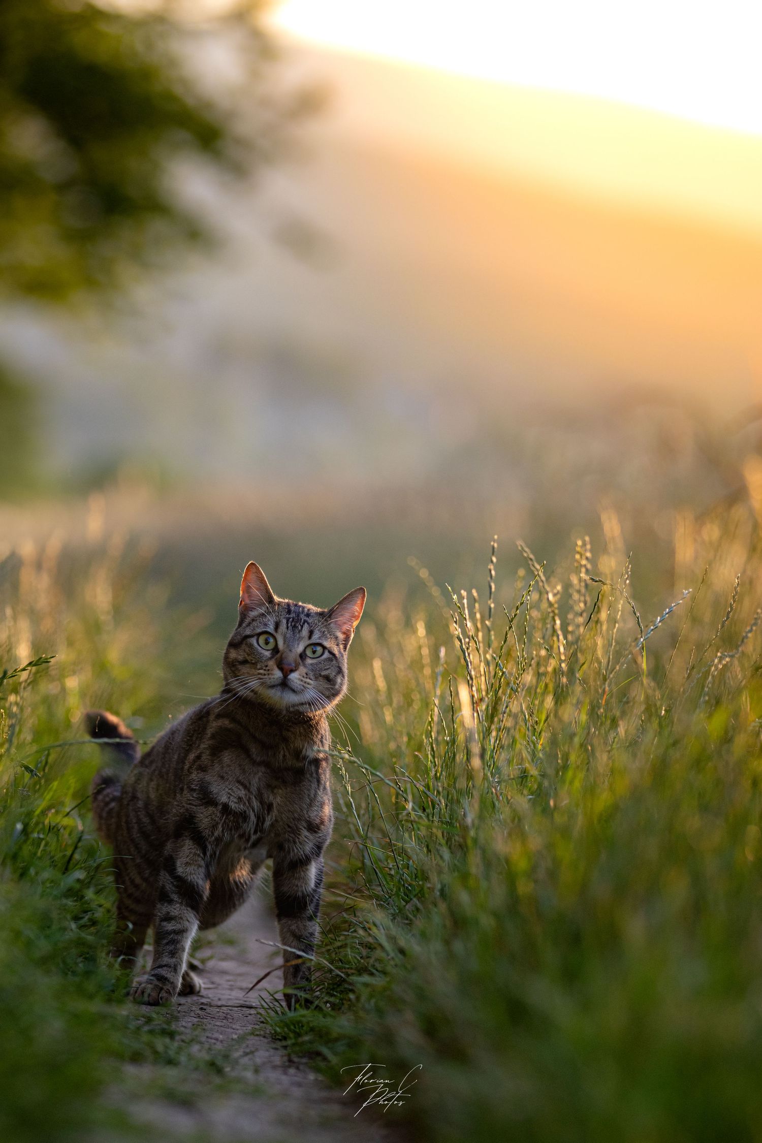 Chat / Nature / Soleil / été / herbes / Alsace