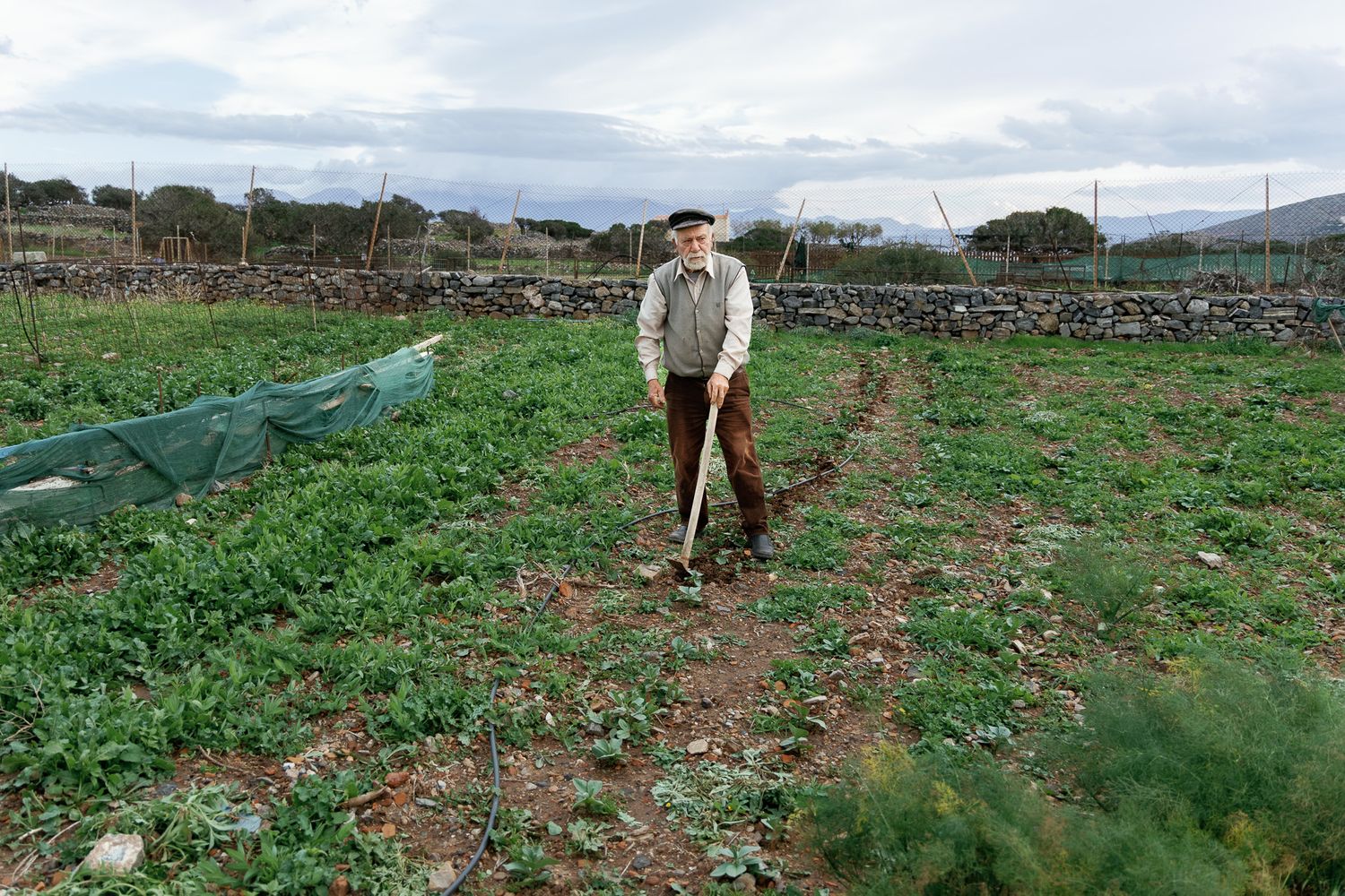 Elderly farmer standing in cultivated vegetable field with mountains in background.