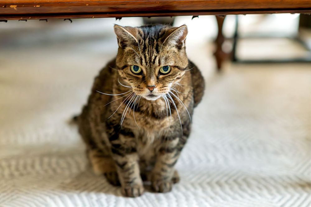 A tabby cat with green eyes and striped fur sits on a textured white surface in a bright room.