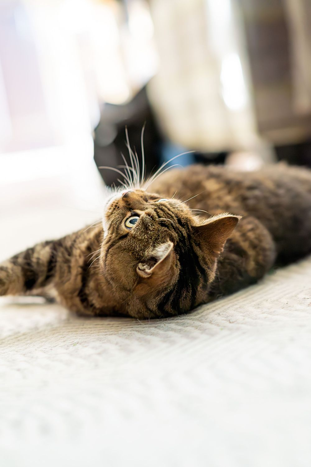 Playful tabby cat lying on its back showing whiskers and teeth while relaxing on light colored surface.