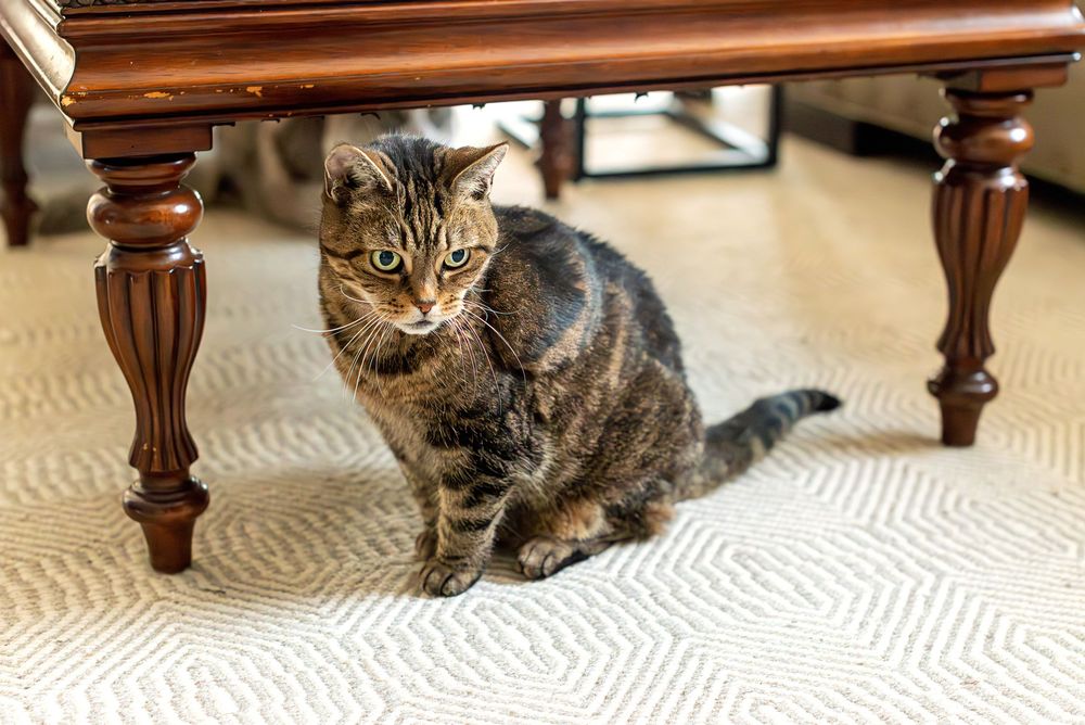A tabby cat sits on a beige carpet near wooden furniture legs in a sequence of six connected photos.