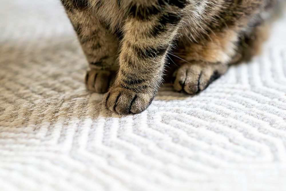 Close up of tabby cat paws resting on a textured white chevron patterned fabric.