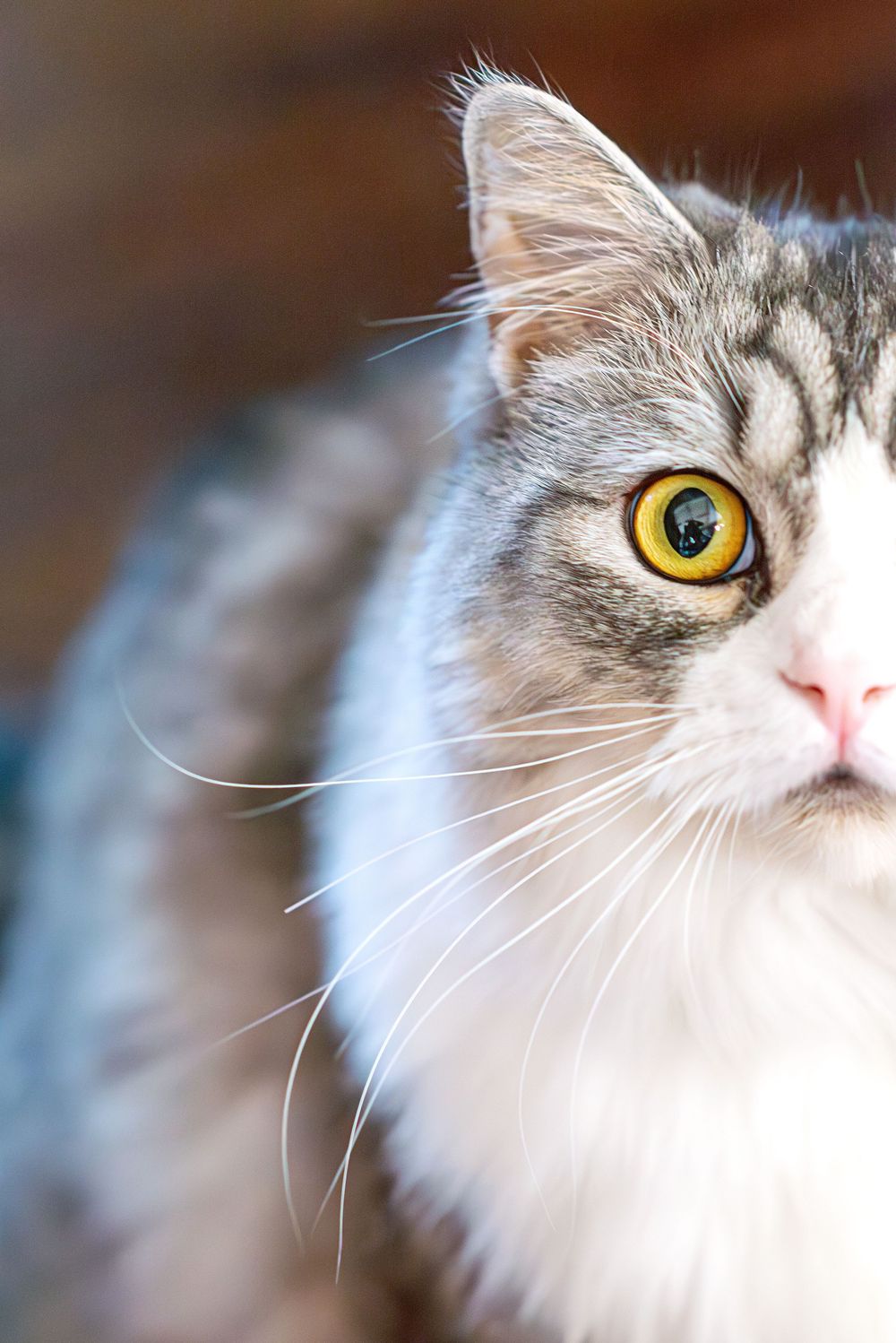 Close-up portrait of a white cat's face showing its striking yellow eye and pink nose against a blurred background.