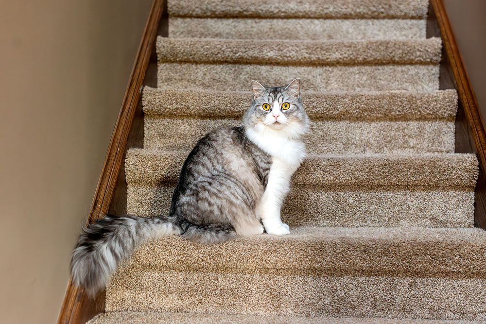 A gray and white cat playfully descends a carpeted staircase, stopping at each step to peek over the edge.