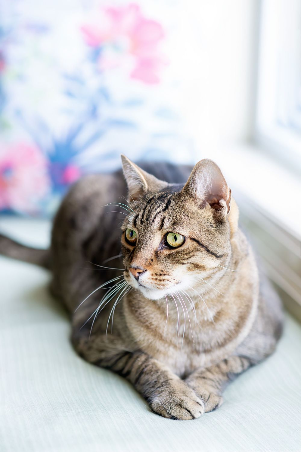 A gray tabby cat lounges near a window with soft pink and blue decor in the background.