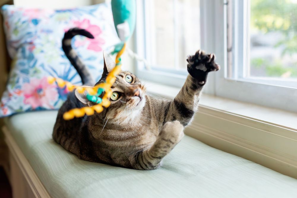 A playful cat stretches and rolls around on a windowsill, showing off its belly while playing with colorful toys.