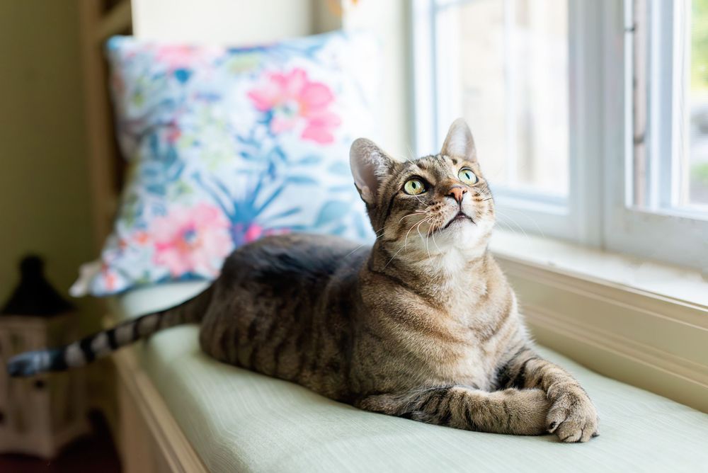 Tabby cat lounges on windowsill cushion while gazing upward near floral pillow in natural light.