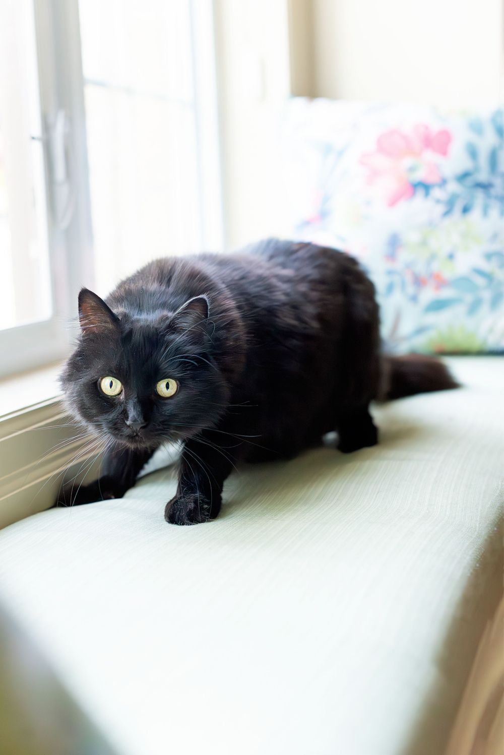 A black cat with bright yellow eyes rests on a windowsill in natural lighting.