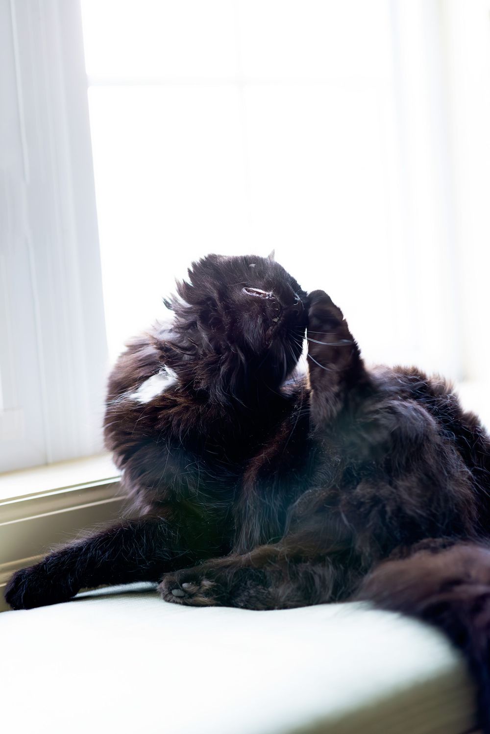 Black cat lounging on a white windowsill in silhouette against bright natural light.
