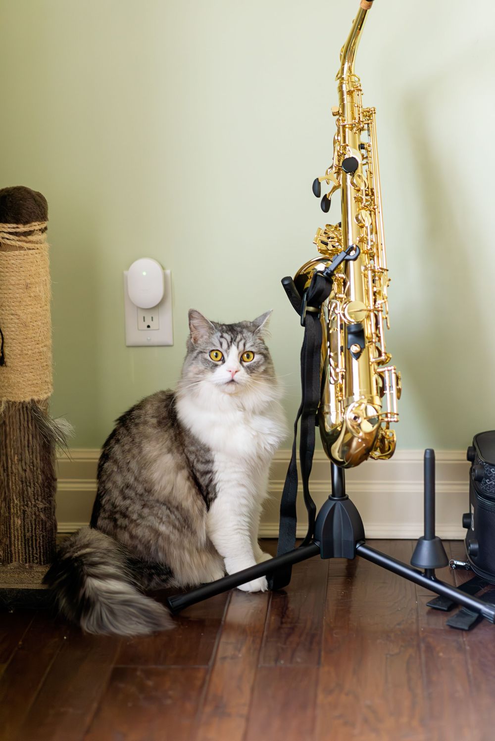 Two cats sit beside a golden saxophone and scratching post on hardwood flooring.