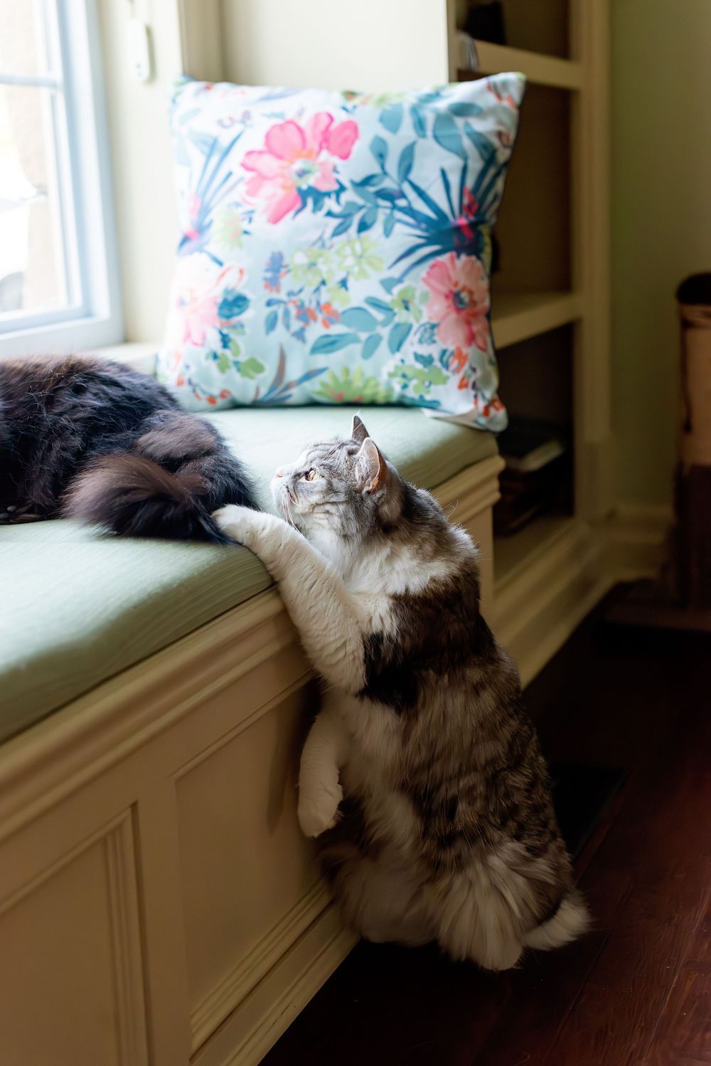 A fluffy cat stretches up to look out a window while resting on a cushioned window seat with a floral pillow.