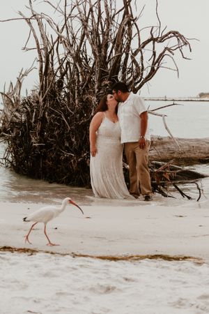 Wedding couple kissing on beach with driftwood and white ibis bird nearby.