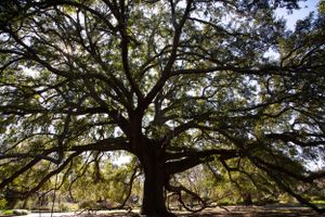 Majestic live oak tree with sprawling branches backlit by sunlight filtering through leaves.