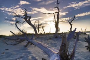 Dead trees silhouetted against sunset sky on sandy beach landscape.