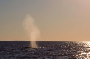 A whale's spout creates a misty plume over the ocean during golden hour.