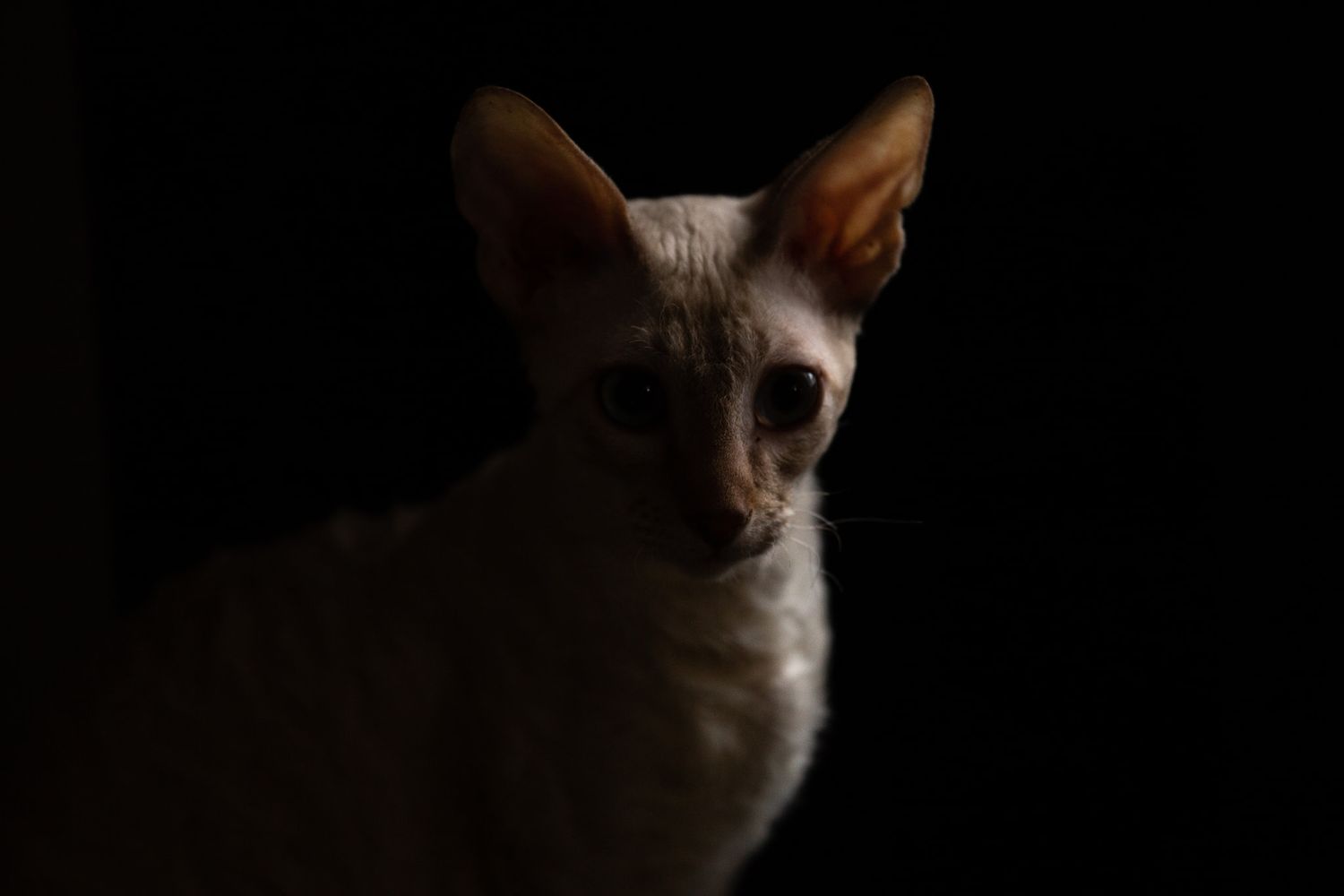 photo portrait d'un chat
