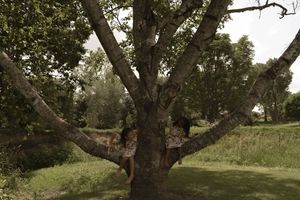 A massive tree with textured bark and spreading branches dominates a grassy landscape.