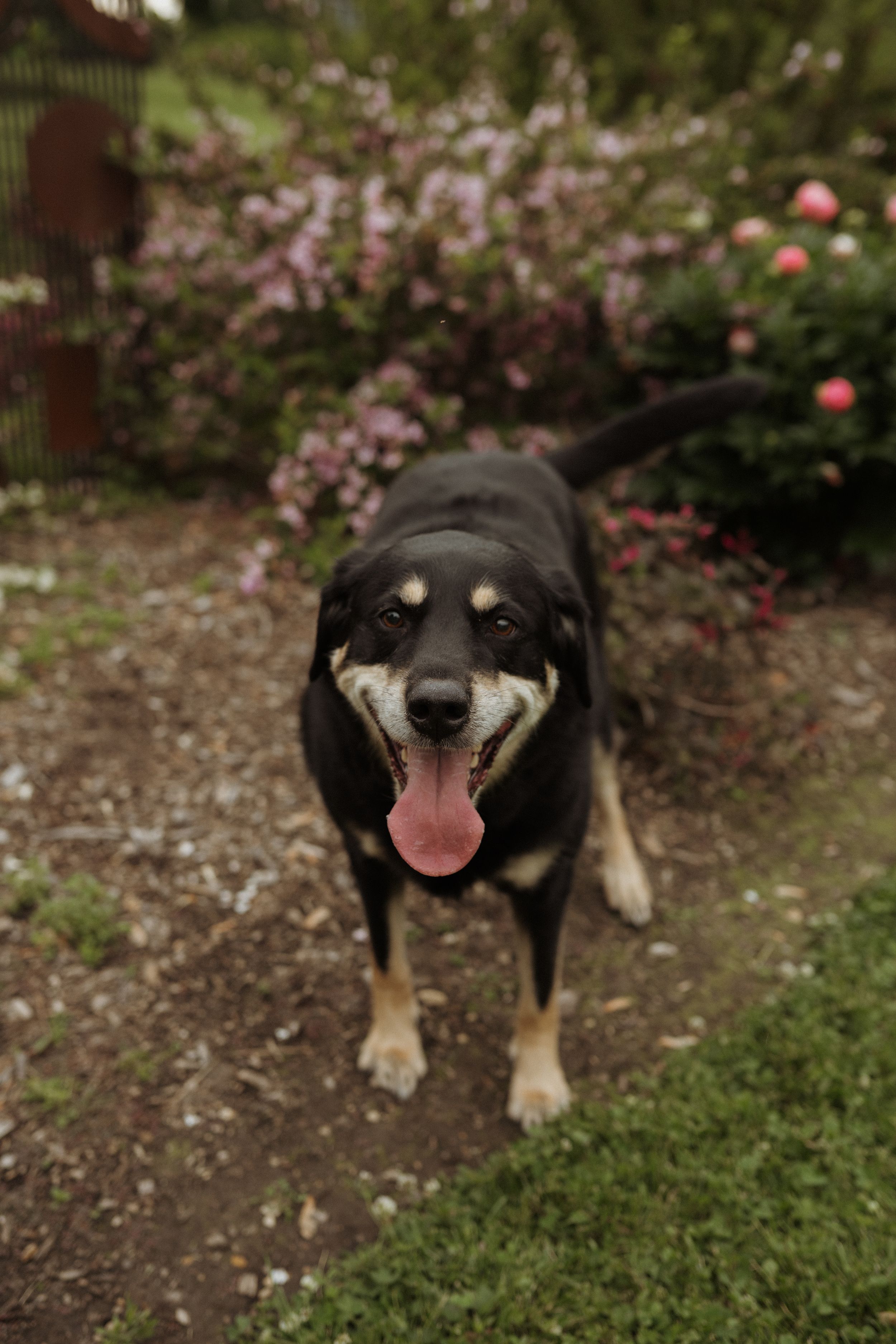A happy black and tan dog smiles at the camera with pink flowers blooming in the background.