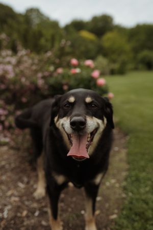 Close-up portraits of a happy black and tan dog showing different playful expressions.