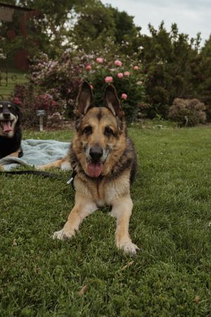 German Shepherd lying in green grass with blooming trees and flowers in the background.