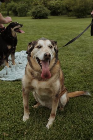Happy dog with tongue out sitting on green grass in outdoor setting.