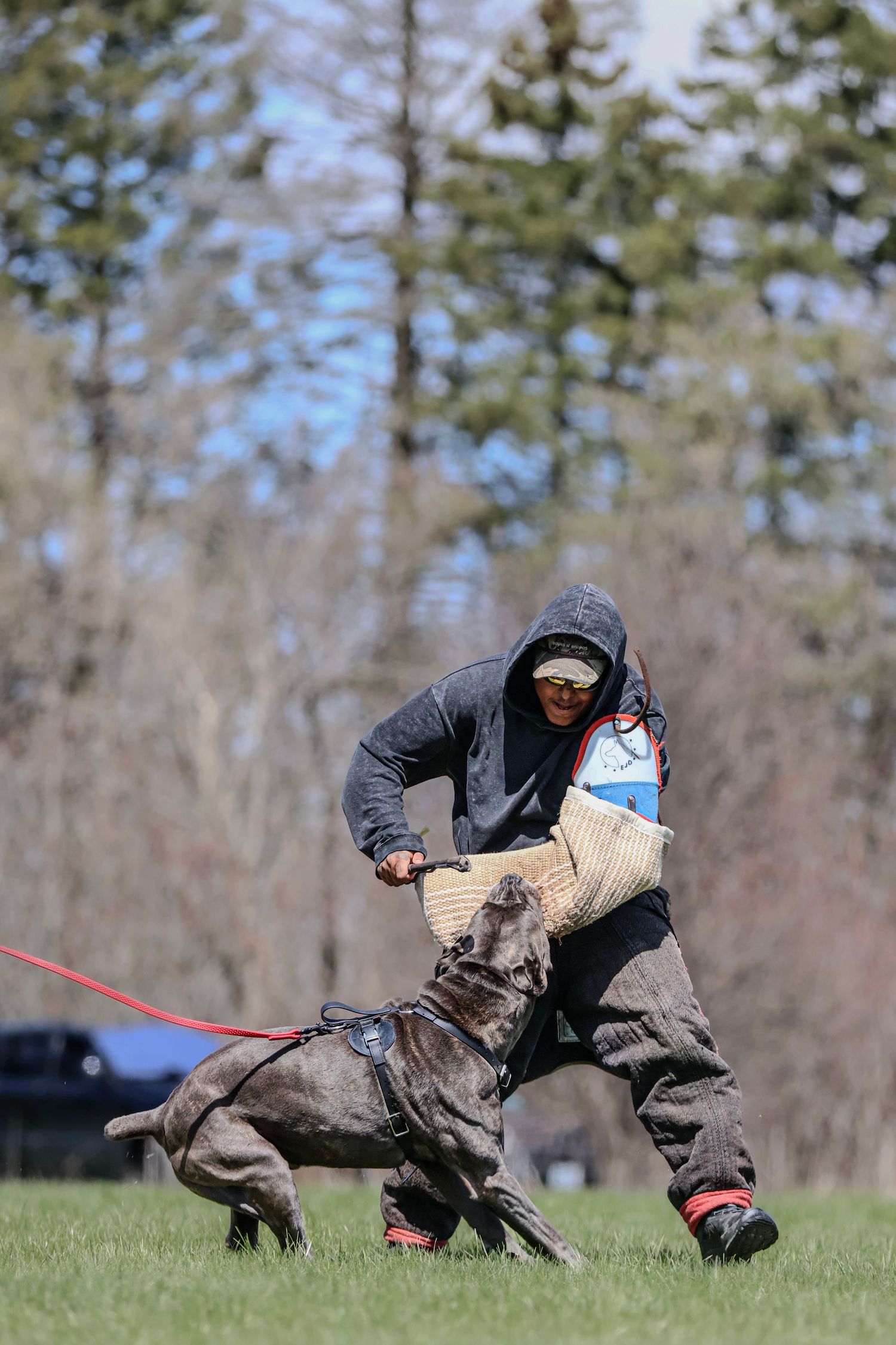 Doberman bitework competition