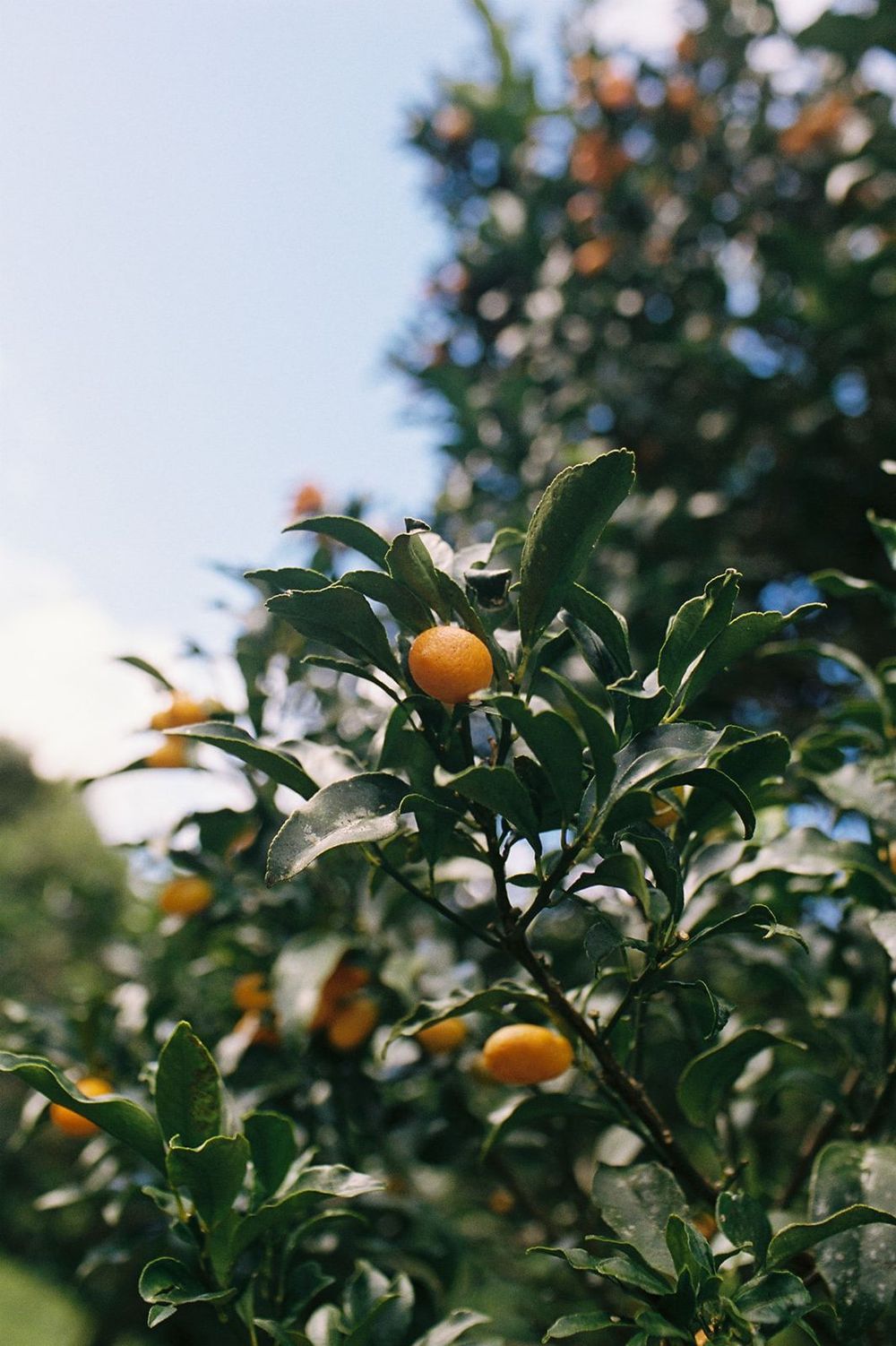 Close-up of ripe orange kumquats growing on a lush green citrus tree against a clear blue sky.
