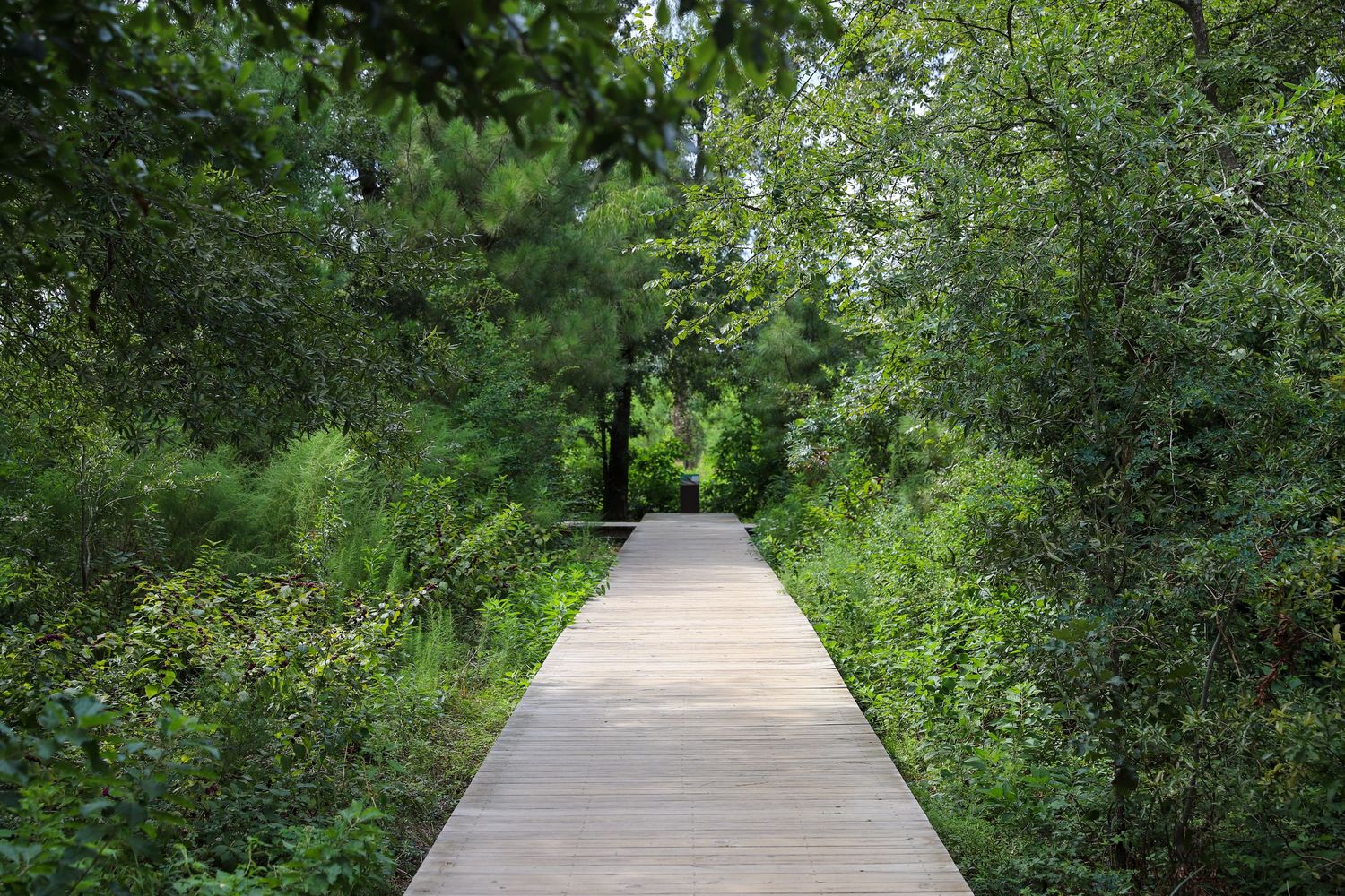Memorial Park
Houston, TX