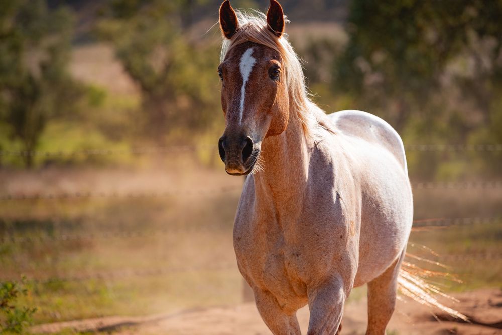 A majestic roan horse walks through a dusty outdoor setting in golden sunlight.