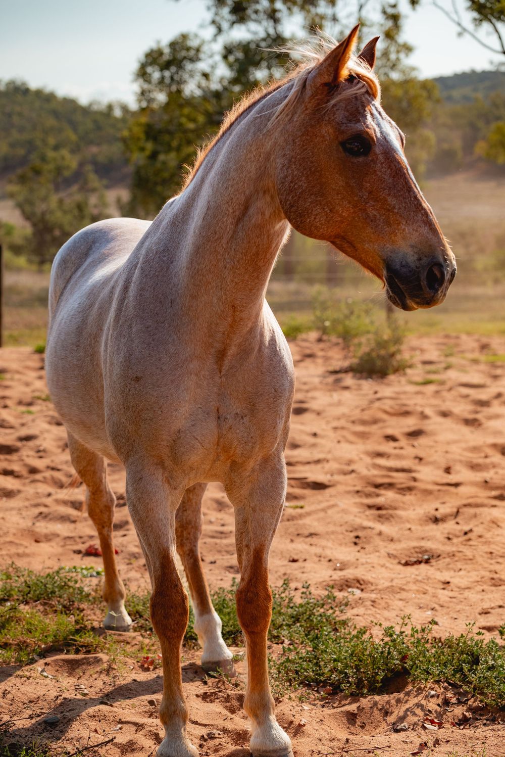 Roan horse stands proudly on red dirt terrain with trees in the background.